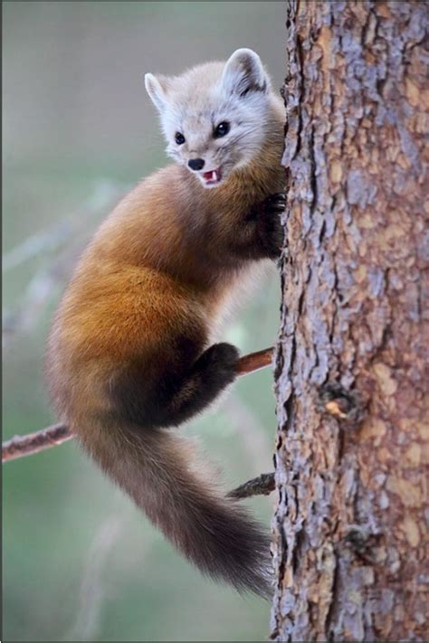 American Marten Martes Americana These Beautiful Assassins Range In