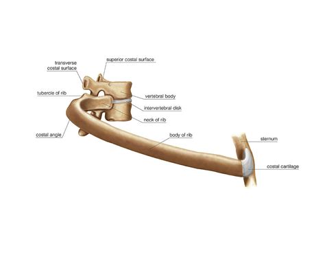 Arch Of Thoracic Cavity Photograph By Asklepios Medical Atlas