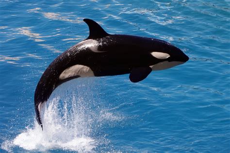 Suzys Animals Of The World Blog The Killer Whale Or Orca