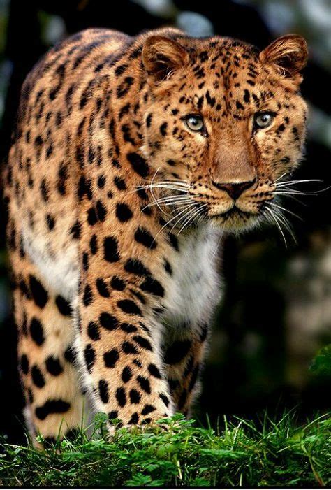 Intense Eyes Amur Leopard Wild Cats Animals Beautiful Cats