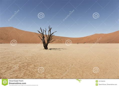 Namibia Namib Desert Deadvlei Stock Image Image Of Dune Acacia