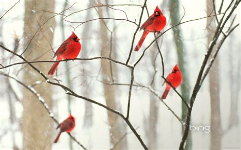 Cardinals In Snow Wallpaper Images