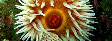 Fish Eating Anemone Seattle Dive Tours