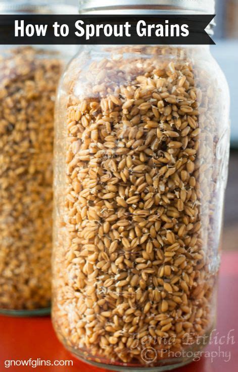 How To Sprout Grains Recipe Sprouted Grains Sprouted Grain Bread