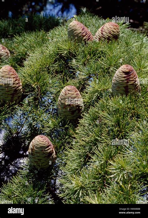 Leaves And Cones Of Deodar Cedar Or Himalayan Cedar Cedrus Deodara