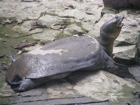 Softshell turtles do not evolve into any other animals, as they are one of the latest animals. Rare Yangtze Giant Softshell Turtle Was Artificially ...