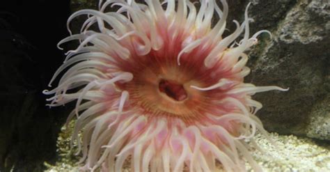 10 Incredible Sea Anemone Facts Wiki Point