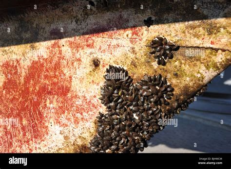 Barnacles On Boats