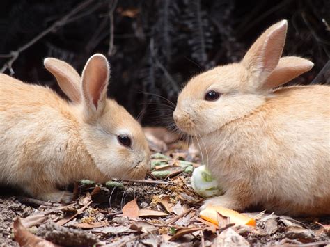 Woohoo Rabbits Rabbit Australia Cute Australian Animals