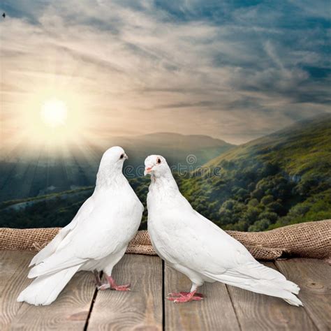 Two White Doves On Wooden Background Stock Image Image Of White