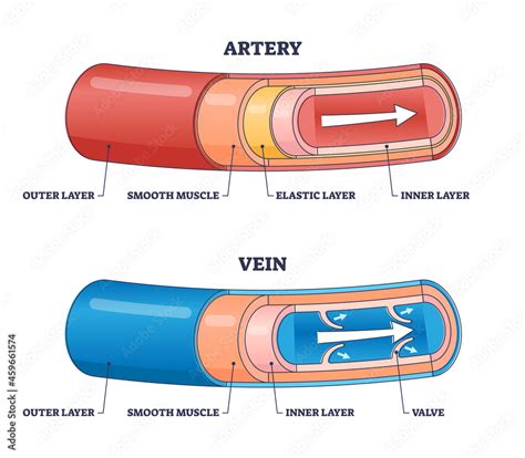 Artery Vs Vein Structure Compared With Anatomical Differences Outline