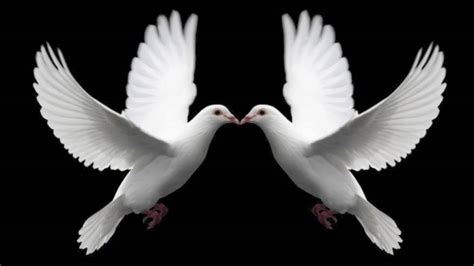 Two Doves A Wedding Song Youtube