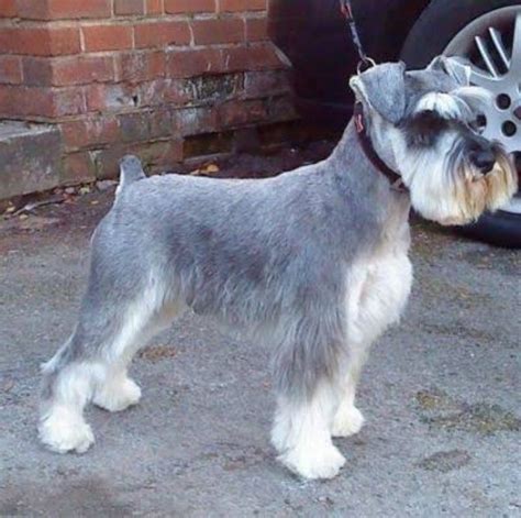 Miniature Schnauzer Dog Breed Information Images Characteristics Health