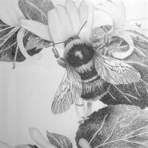 Dibujos a lápiz originales abeja de madreselva flores e Etsy