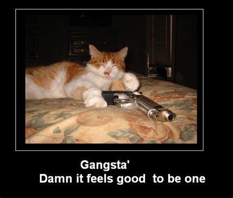 Funny Cat Pictures With Guns Funny Cat Picture Funny Cats Photos Tedlillyfanclub