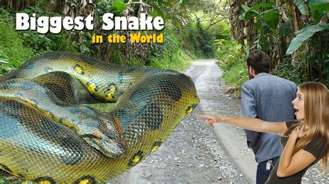 Worlds Biggest Python Snake Found In Amazon River Giant Anaconda On