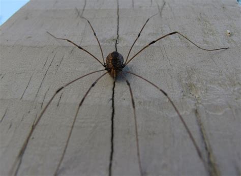 Harvestmen are also referred to as shepherd spiders in reference to how their unusually long legs reminded observers of the ways that some european shepherds used stilts to better observe their wandering. Daddy Long Legs Spider - Spiders in Sutton Massachusetts