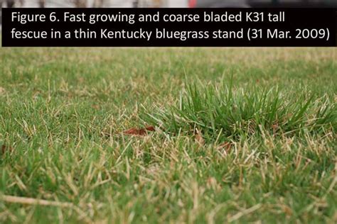 Weed Identification Turfgrass Science At Purdue University Purdue