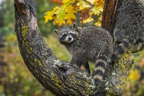 Raccoon Procyon Lotor Turns To Look Over Shoulder In Tree Autumn Stock