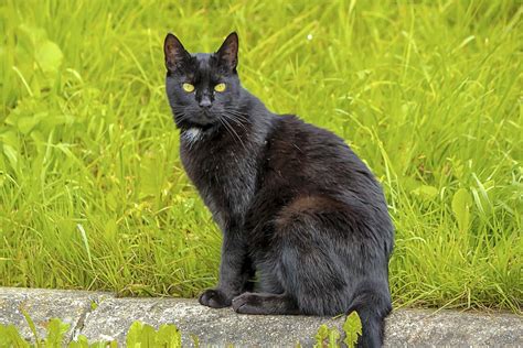 Black Cat Sitting Outdoor Photograph By Elenarts Elena Duvernay Photo