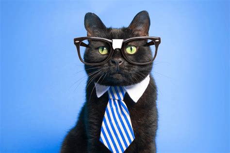 13 Smartest Cat Breeds Youll Love 2021 I Discerning Cat