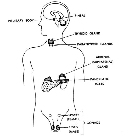 Images Of The Endocrine System Yahoo Search Results Image Search