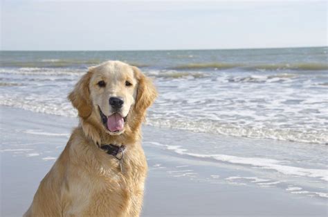 Contact us today if you have any questions about our breeders or puppies. Golden Retriever Puppy on the Beach - Photo Tripping America