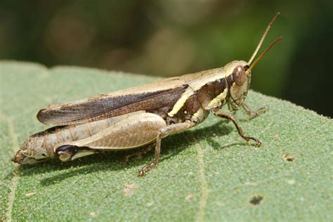African Grasshopper By Andabata On Deviantart