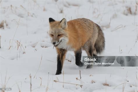 Red Fox With Vole In Mouth Walking Toward Camera Hunting Mice And Voles