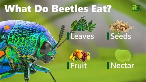 What Do Beetles Eat A Z Animals