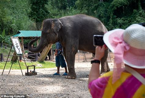 Dozens Of Elephants Forced To Perform For Tourists In Thailand Are Freed From Their Chains