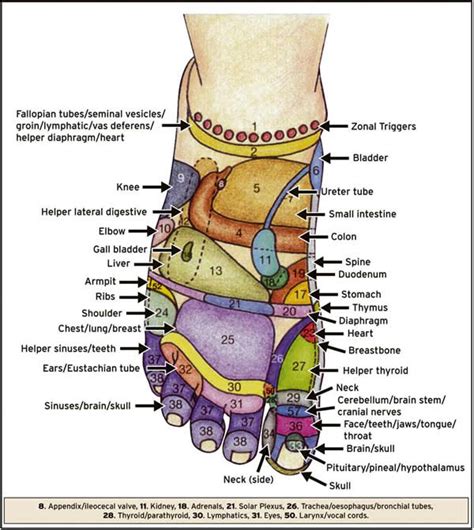 Positive Health Online Article Reflexology The Feet Are An Underestimated Part Of The Body