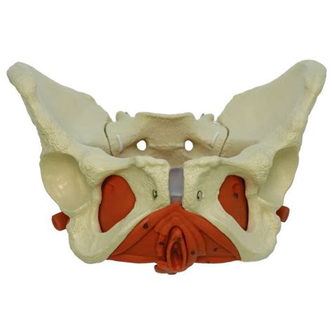 Rudiger Anatomie Premium Female Pelvis With Pelvic Floor Muscles