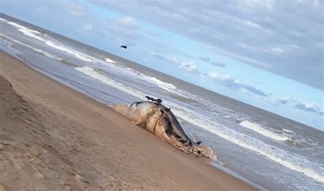 Baleia Jubarte De 12 Metros é Encontrada Morta Na Praia Da Costa Do Atlântico Em Nova Viçosa