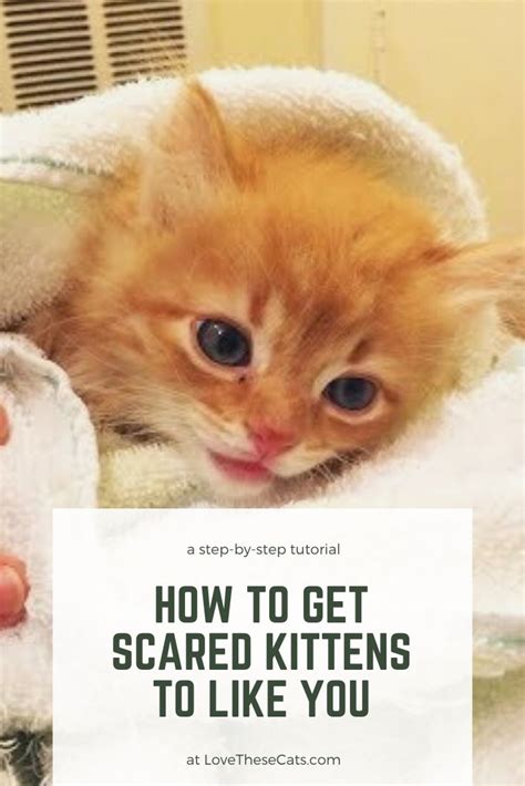 Search anything about wallpaper ideas in this website. How to tame a feral kitten: a step-by-step approach in ...