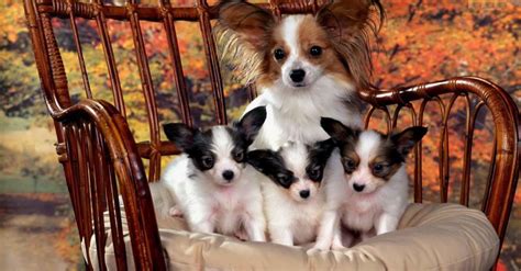 Papillon Dog Breed Cutest And Smartest T For Everyone