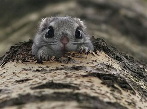 The differences between japanese dwarf flying squirrels and other sciuridae is evident when comparing morphology of the mandible and genetic code. Japanese dwarf flying squirrel…