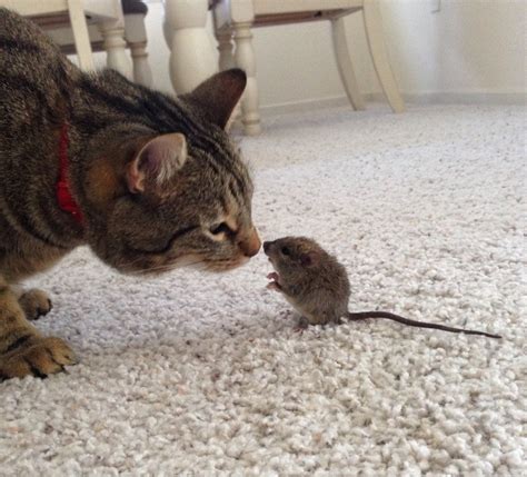 Cats And Mice Can Be Friends Too Raww