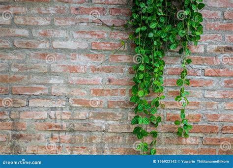 Ivy Plants On Brick Wall Background Vine Plant In Summer Stock Photo