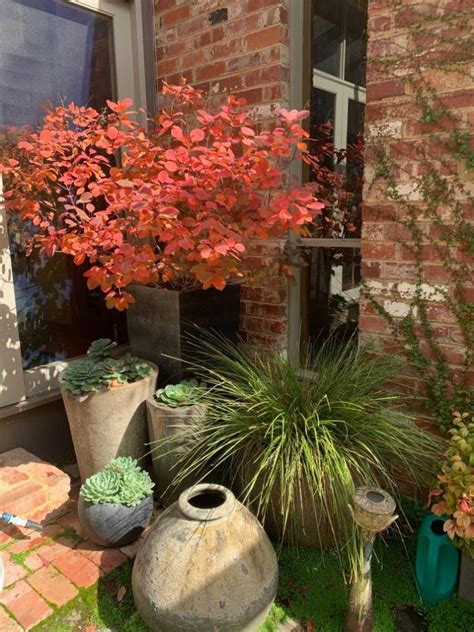 Plant Of The Week Open Gardens Victoria