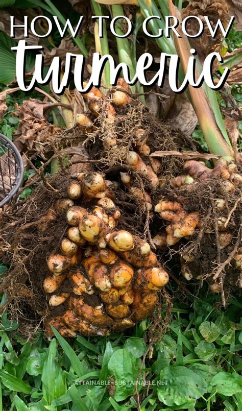 How To Start Growing Turmeric At Home