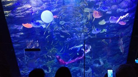 Sea Life Busan Aquarium All You Need To Know Before You Go With
