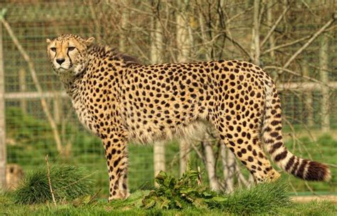 Cheetah Standing On The Fresh Green Grass In The Zoo Stock Photo
