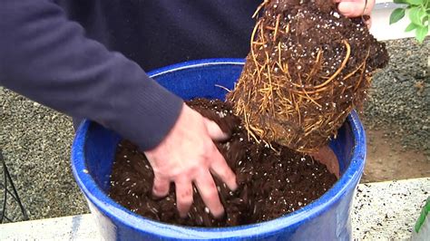 It played an important role in chinese traditional medicine, where its roots were used to treat. How to plant clematis in containers - YouTube