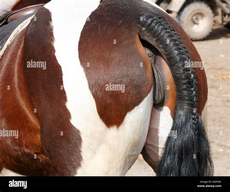 Horse Tail Plaited And Prepared For A Show Stock Photo 83465079 Alamy