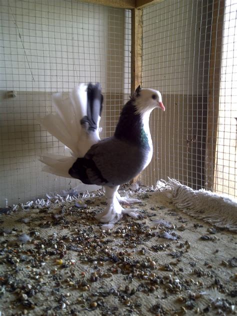 Fancy Pigeons For Sale In Lahore 0333 5550672 ~ Pigeons Photos