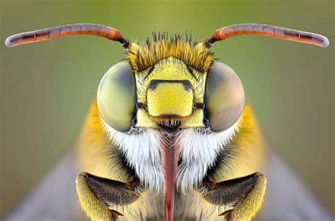 Macro Photographs Close Ups Of Insect Faces By Yudy Sauw Aesthesiamag