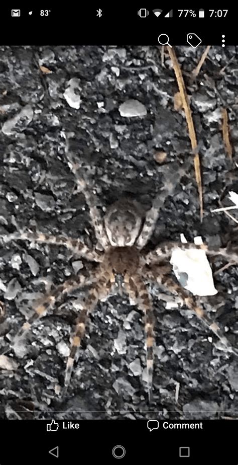 Dolomedes Tenebrosus Dark Fishing Spider In Voorheesviple New York
