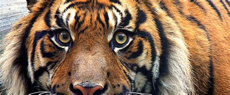Up Close And Personal With Tiger Eyes