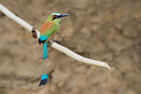 Motmot Costa Rica Unique Rare Bird